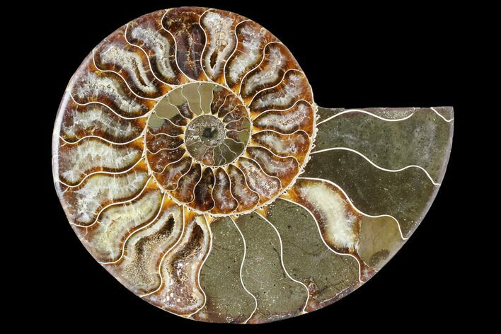 Agatized Ammonite Fossil (Half) - Madagascar #88267